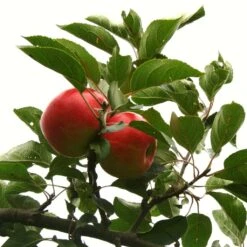 Scrumptious® Apple Tree -Garden Living Store scrumptiousontree