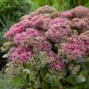 Sedum 'Class Act' -Garden Living Store sedumCA 1 9f935fe5 7f7d 4cce 9672 f0555ac51255