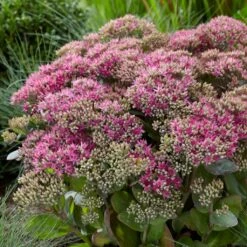 Sedum 'Class Act'