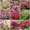 Ultimate Sedum Collection -Garden Living Store sedumcollection 1 331e32bd 5c38 4275 8e66 079ad3776041