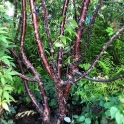 Multi Stem Tibetan Cherry Tree | Prunus Serrula -Garden Living Store serrula multstem