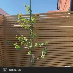 Silver Birch Tree | Betula Pendula 17 Silver Birch Tree | Betula Pendula -Garden Living Store silver birch ugc