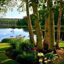 Silver Birch Tree | Betula Pendula 12 Silver Birch Tree | Betula Pendula -Garden Living Store silverbich2