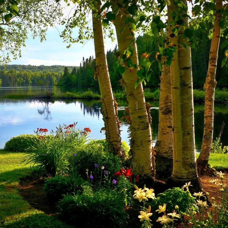 Silver Birch Tree | Betula Pendula 4 Silver Birch Tree | Betula Pendula - Image 3