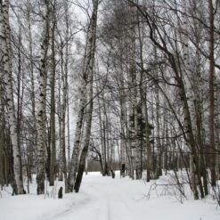 Silver Birch Tree | Betula Pendula 15 Silver Birch Tree | Betula Pendula -Garden Living Store silverbirch3