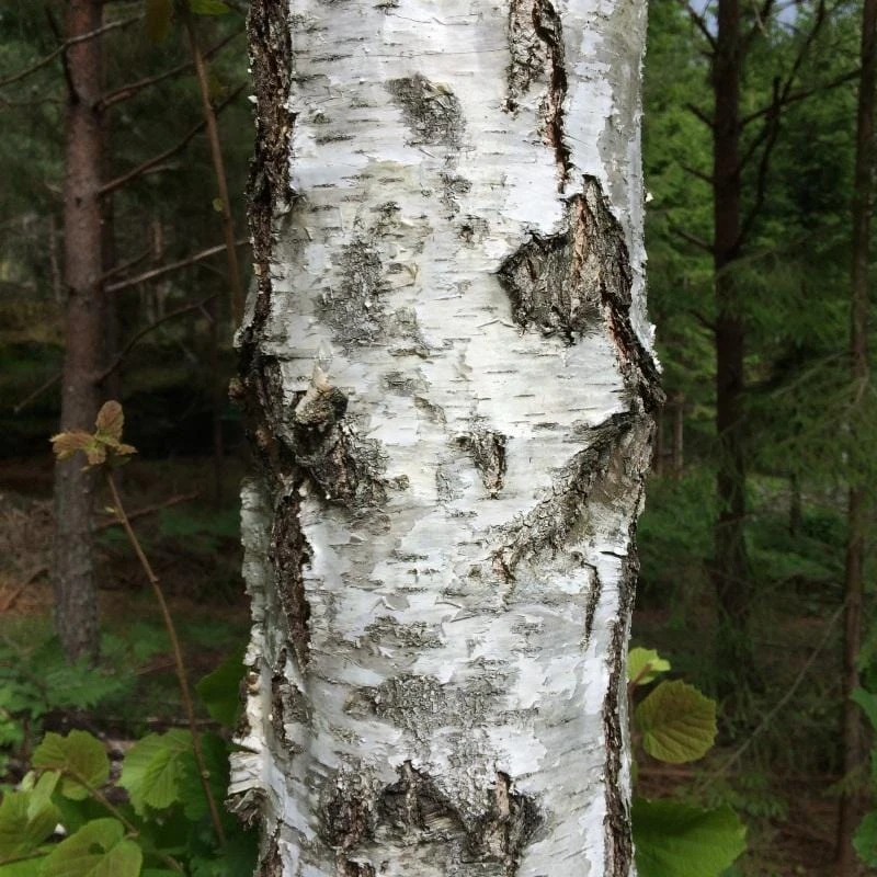 Silver Birch Tree | Betula Pendula 3 Silver Birch Tree | Betula Pendula - Image 2