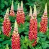 Lupin West Country Tequila Flame 1 Lupin West Country Tequila Flame -Garden Living Store tequilaflame 1