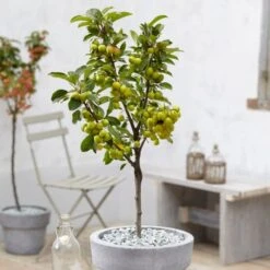 'Golden Hornet' Crabapple Tree -Garden Living Store unnamed