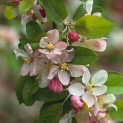 'Golden Hornet' Crabapple Tree -Garden Living Store unnamed 2