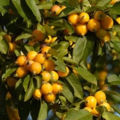'Golden Hornet' Crabapple Tree -Garden Living Store unnamed 3