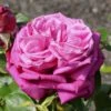 'Birthday Boy' Hybrid Tea Rose -Garden Living Store vaem06417 birthday boy