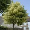Variegated Norway Maple Tree | Acer Platanoides 'Drummondii' -Garden Living Store vami08289