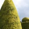 Golden Leyland Cypress | Cupressocyparis Leylandii 'Castlewellan Gold' -Garden Living Store vami10133