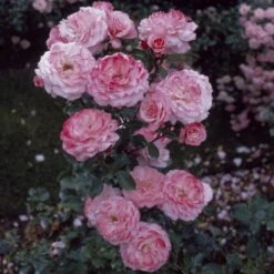 'Sexy Rexy' Floribunda Rose -Garden Living Store vima05159 sexy rexy