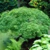 Green Weeping Japanese Maple Tree | Acer Palmatum 'Dissectum Viride' -Garden Living Store viride 1