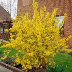 Golden Bells | Forsythia Intermedia 'Spectabilis' -Garden Living Store visi01936 f12b9584 a592 437f a269 0509ce1897c0