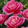 'My Darling' Hybrid Tea Rose -Garden Living Store visi04773 my darling