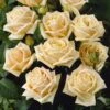 'Diamond Jubilee' Hybrid Tea Rose -Garden Living Store visi05304 diamond jubilee