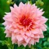 Dahlia Otto's Thrill -Garden Living Store visi09266 otto 89170a8e d419 4f15 b385 6607f145e7e6