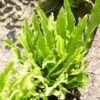 Narrow Buckler Fern | Phyllitis Angustifolia 1 Narrow Buckler Fern | Phyllitis Angustifolia -Garden Living Store visi101728
