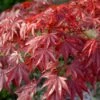 Red Japanese Maple Tree | Acer Palmatum 'Red Emperor' -Garden Living Store visi108671