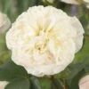 'Joie De Vivre' Floribunda Rose -Garden Living Store visi116095 joie de vivre
