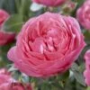 'Flora Colonia' Shrub Rose -Garden Living Store visi116236 flora colonia
