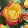 'Little Sunset' Patio Shrub Rose -Garden Living Store visi116299 little sunset