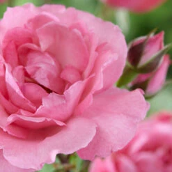 'Palace Tabor' Patio Shrub Rose -Garden Living Store visi116302 tabor