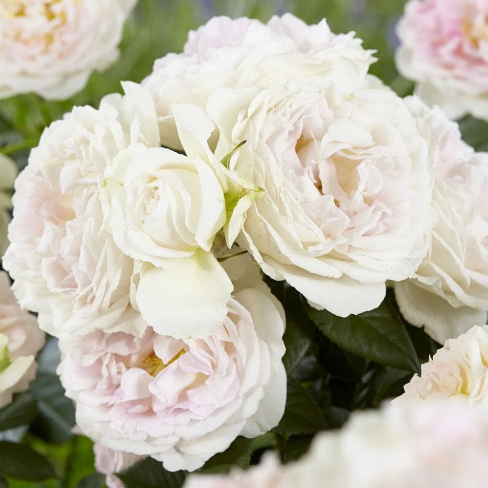 'Herkules' Shrub Rose 3 'Herkules' Shrub Rose