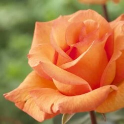 'Scent From Heaven' Climbing Rose