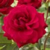 'Lucky Stars' Patio Shrub Rose -Garden Living Store visi116453 lucky stars