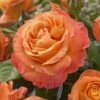 'Phoenix' Floribunda Rose -Garden Living Store visi116536 phoenix