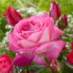 'Patio Hit Dafne' Patio Shrub Rose -Garden Living Store visi116548 dafne