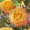 'Bright Smiles' Floribunda Rose -Garden Living Store visi129383 bright smiles