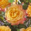 'Caribbean Dawn' Patio Shrub Rose -Garden Living Store visi129384 carribean dawn