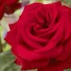'Joyful Birthday' Hybrid Tea Rose -Garden Living Store visi129388 joyful birthday