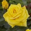 'Korresia' Floribunda Rose -Garden Living Store visi129436 koressia