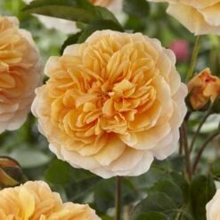 'Duchess Of Cornwall' Hybrid Tea Rose -Garden Living Store visi129478 duchess