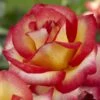'Firebird' Floribunda Rose 1 'Firebird' Floribunda Rose -Garden Living Store visi129505 firebird