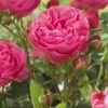 'Thank You' Groundcover Rose -Garden Living Store visi129805 thank you