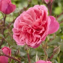 'Pure Poetry' Hybrid Tea Rose -Garden Living Store visi130078 pure poetry
