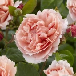 'Rachel' Hybrid Tea Rose -Garden Living Store visi130114 rachel