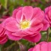 'A Rose For Heather' Climbing Rose -Garden Living Store visi130126 heather