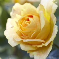 'Global Beauty (Candlelight)' Hybrid Tea Rose -Garden Living Store visi130248 candlelight