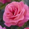 'Valentine Heart' Floribunda Rose -Garden Living Store visi130304 valentine heart