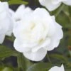 'Alaska' Climbing Rose -Garden Living Store visi130339 alaska