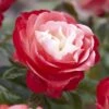 'Nostalgia' Hybrid Tea Rose -Garden Living Store visi130699 notalgia