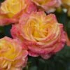 'Tequila Sunrise' Hybrid Tea Rose 2 'Tequila Sunrise' Hybrid Tea Rose -Garden Living Store visi131162 tequila sunrise