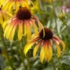 Echinacea 'Parrot' -Garden Living Store visi131394 parrot 335cfc9d 39b4 4e69 ab4b d2ee09212852